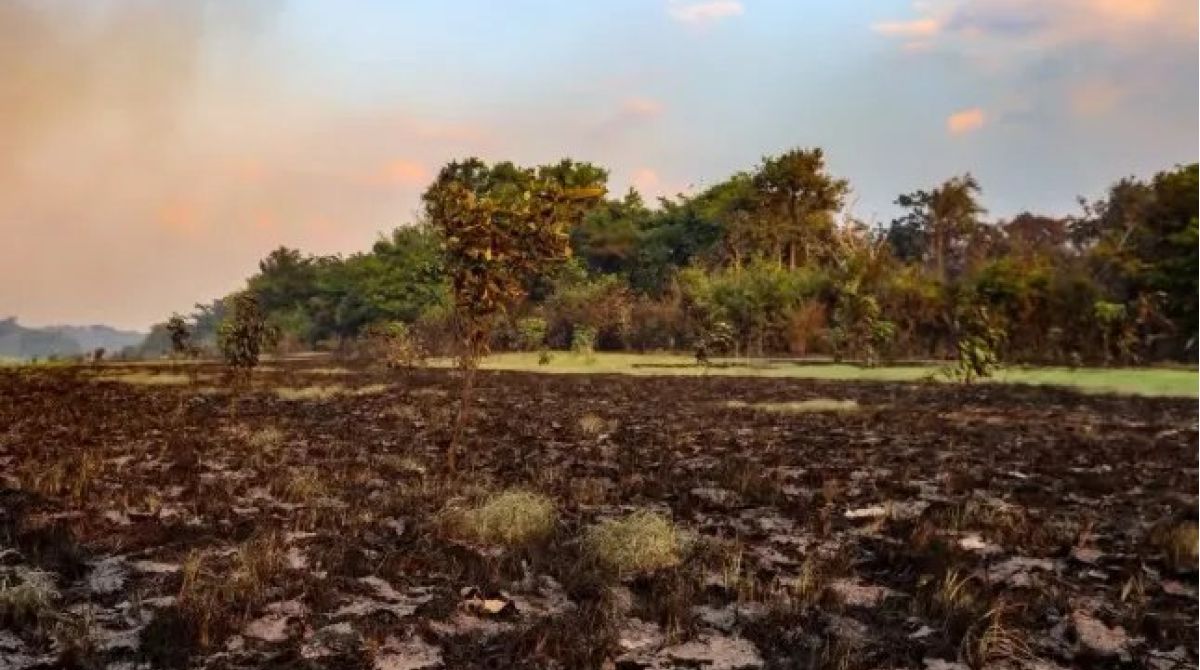Queimadas no Amazonas: bombeiros cobram apoio federal