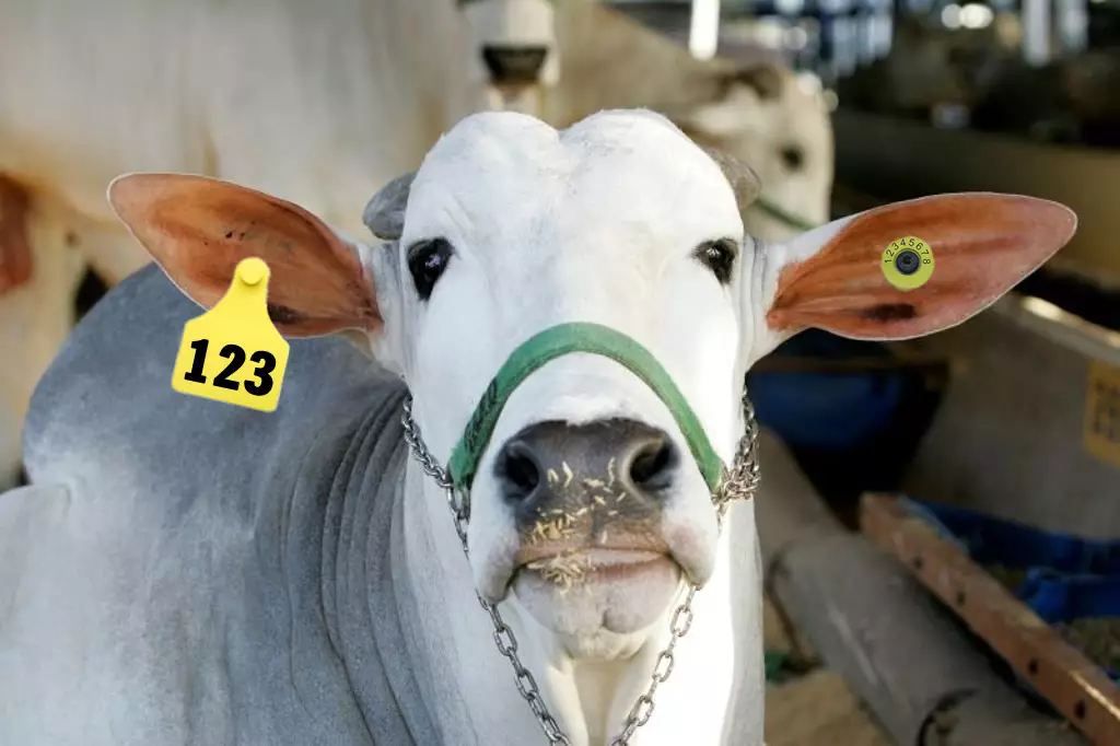 Descubra o Boi que Usa Brinco no Programa A Força do Agro #336
