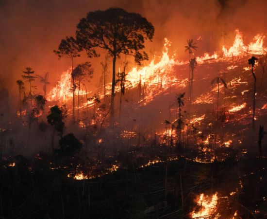 Desafios Ambientais na Amazônia Brasileira: Um Silêncio que Ecoa