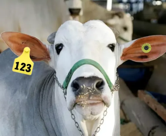 Veja o Boi que Usa Brinco no Programa A Força do Agro #336