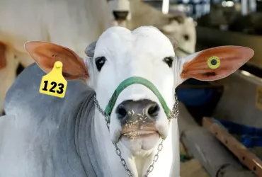 Descubra o Boi que Usa Brinco no Programa A Força do Agro #336